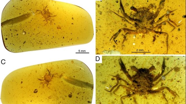 Ανακαλύφθηκε καβουράκι εγκλωβισμένο σε κεχριμπάρι, από τη εποχή των δεινοσαύρων