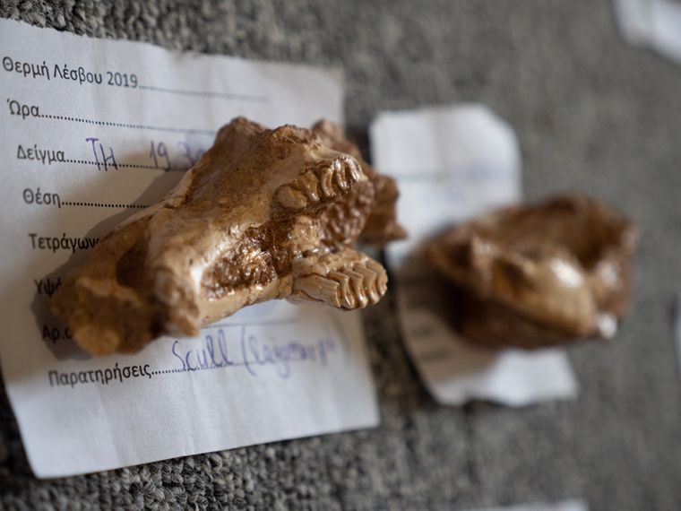 Στο φως απολιθωμένα οστά ζώων που έζησαν στη Λέσβο πριν από 2 εκατ. χρόνια