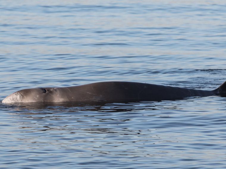 Τραυματισμένη φάλαινα φυσητήρας εξόκειλε στην παραλία του Αλίμου