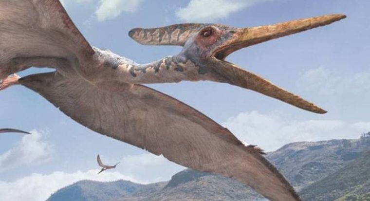 Βρέθηκε απολίθωμα πτερόσαυρου ηλικίας 170 εκατ. ετών