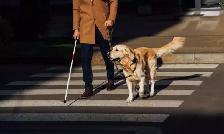 Η πρώτη γονιδιακή θεραπεία της συγγενούς στάσιμης νυχτερινής τύφλωσης σε σκύλους δίνει ελπίδες και για τους ανθρώπους