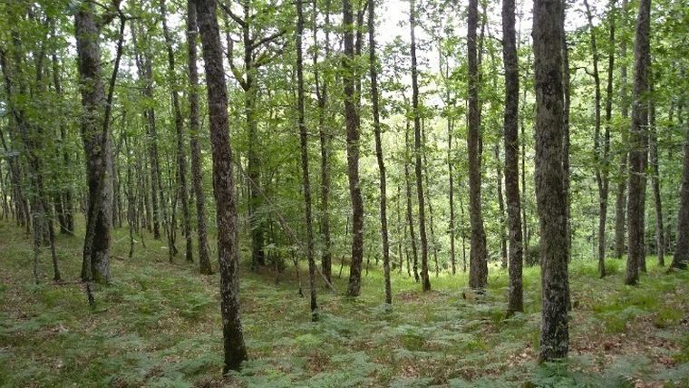 RodopiRunners- Τρέχοντας και καθαρίζοντας τα δάση