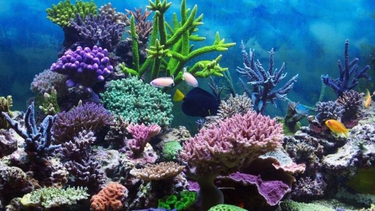 Οι κοραλλιογενείς ύφαλοι παρέχουν εκπληκτικές πληροφορίες ενός κόσμου που απειλείται