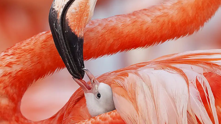 «Flamingo», λεύκωμα από τον φωτογράφο Claudio Contreras Koob