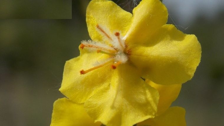 Το κίτρινο λουλουδάκι που φυτρώνει μόνο στην περιοχή της Δοϊράνης