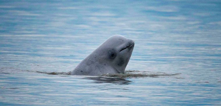 Έβγαλαν από τα νερά του Σηκουάνα την παγιδευμένη φάλαινα Μπελούγκα