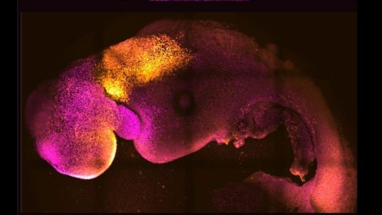 Συνθετικό έμβρυο ποντικιού, με εγκέφαλο και καρδιά που χτυπά, από βλαστοκύτταρα