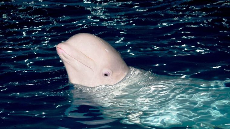 Με drones παρακολουθούν οι επιστήμονες τη φάλαινα μπελούγκα που εμφανίστηκε στον Σηκουάνα