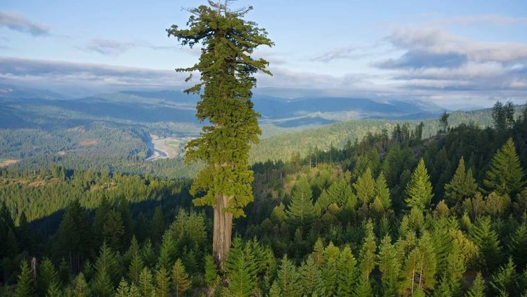 Απαγορεύτηκε η πρόσβαση στο ψηλότερο δέντρο στον κόσμο
