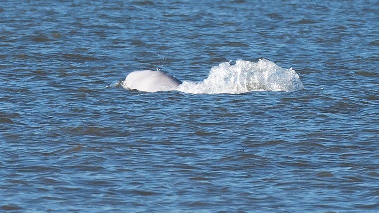 Φάλαινα μπελούγκα εντοπίστηκε στον ποταμό Σηκουάνα