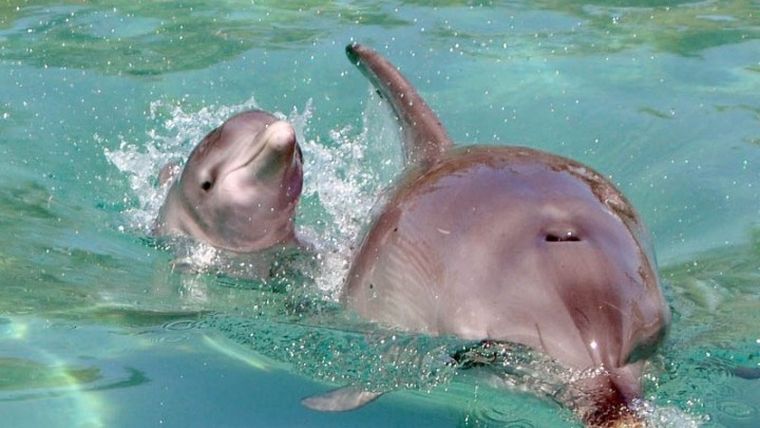 Τα δελφίνια σχηματίζουν (λόγω…ερωτικού κινήτρου) τα μεγαλύτερα συμμαχικά δίκτυα μετά τους ανθρώπους