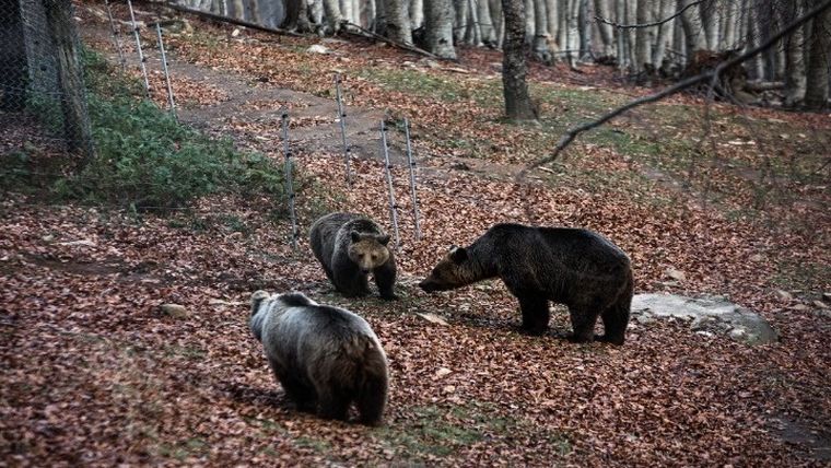Τρεις αρκούδες νεκρές από πυροβολισμούς στη Φλώρινα