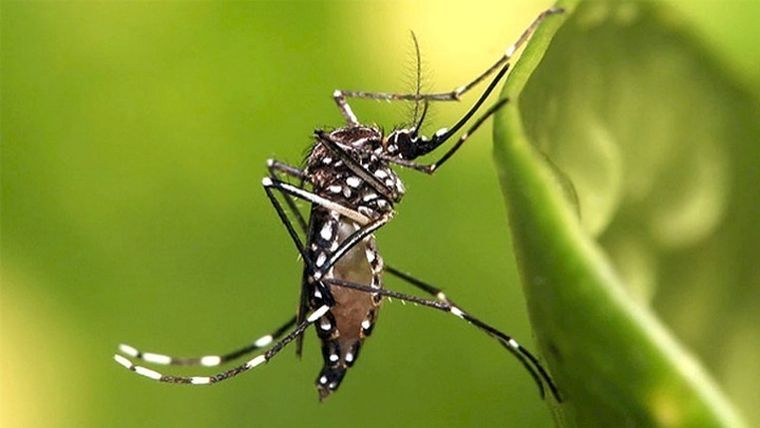 Γενετικά τροποποιημένα κουνούπια δεν μπορούν να μεταδώσουν την ελονοσία