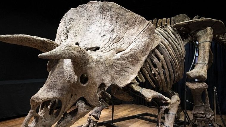 Σε δημοπρασία σκελετός δεινοσαύρου στο Παρίσι