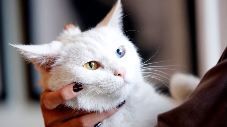 Γάτα βρέθηκε μετά από εννιά χρόνια