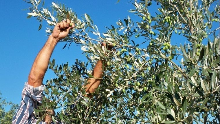 Δεύτερη στον κόσμο σε εξαγωγές επιτραπέζιας ελιάς η Ελλάδα