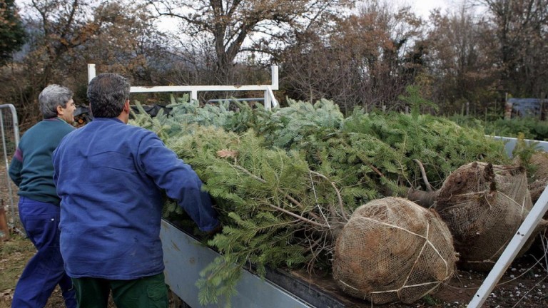 Η Θεσσαλονίκη ανακυκλώνει τα χριστουγεννιάτικα δέντρα