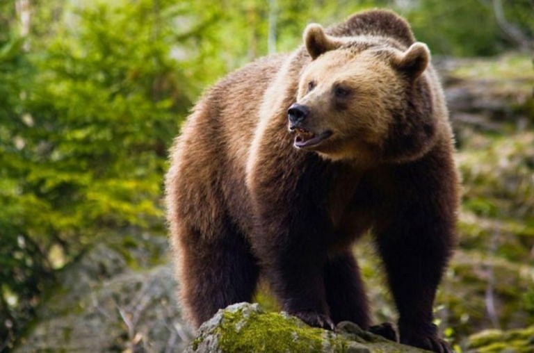Τι αποκαλύπτει η ανάλυση DNA για τον πληθυσμό της καφέ αρκούδας σε Πίνδο, Πρέσπες και Ροδόπη