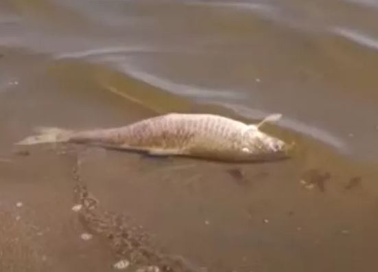 Νεκρά ψάρια εμφανίστηκαν στη λίμνη Κερκίνη