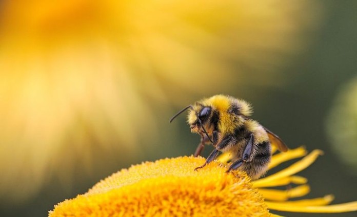 Οι μέλισσες θα μπορούσαν να δώσουν πληροφορίες για την υγεία των κατοίκων στις πόλεις