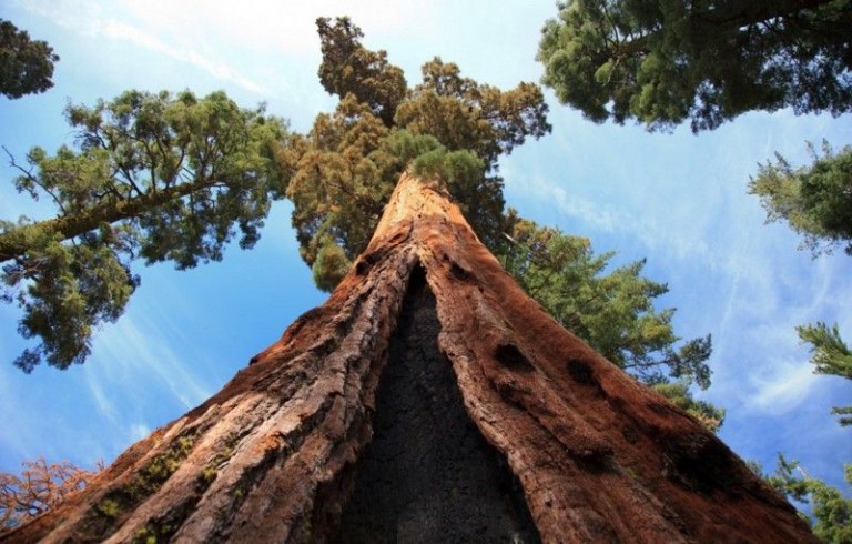 Τους ήχους που παράγει το μεγαλύτερο δέντρο στον κόσμο κατέγραψαν ερευνητές