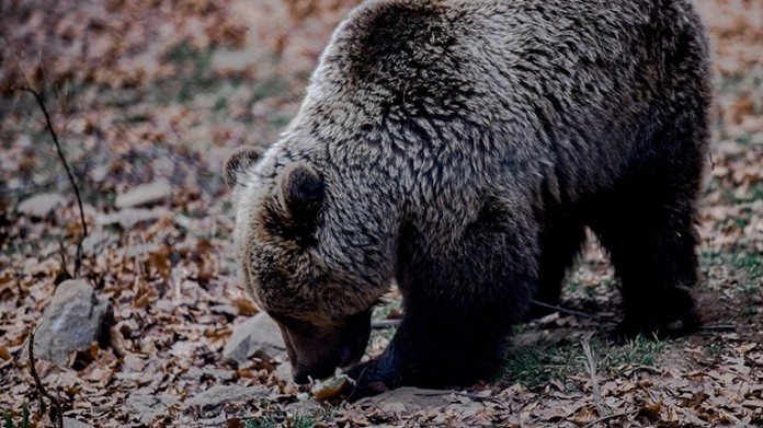 Εμφάνιση αρκούδας αναφέρει και ο Δήμος Θέρμης, μετά τον Δήμο Πυλαίας - Χορτιάτη