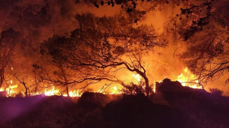 ΥΠΑΑΤ: Συνολικά 50.000 ελαιόδεντρα και 2.500 ζώα «χάθηκαν» από τη φωτιά στη Ρόδο