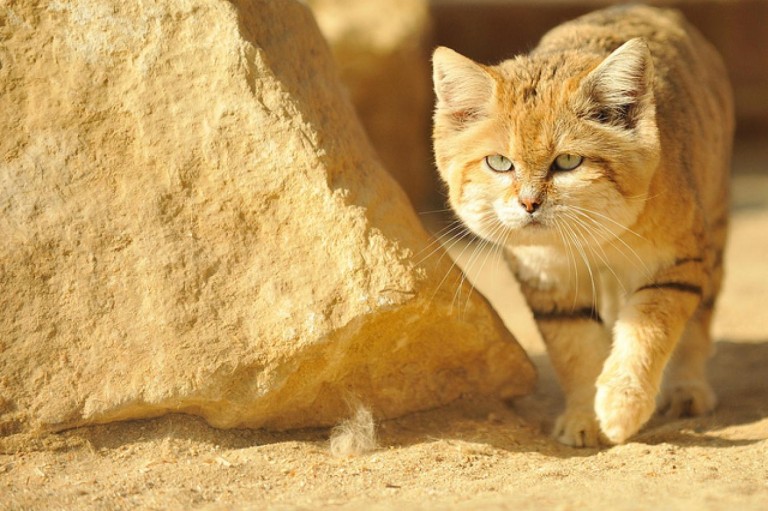 Δεκάδες γάτες εγκαταλείφθηκαν στην έρημο του Άμπου Ντάμπι