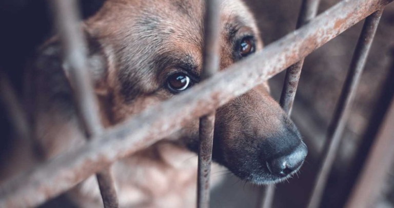 Πρόστιμο 5.000 ευρώ σε 38χρονο για κακοποίηση σκύλου στο Πέραμα
