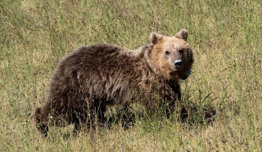Η Γλύκα ξανά στο δάσος! Επανένταξη αρκούδας από τον «Αρκτούρο»