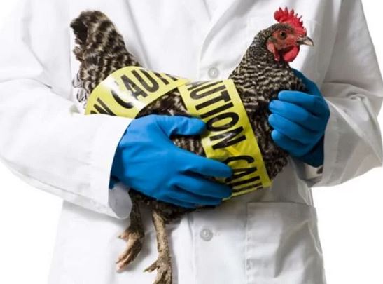 Εστίες γρίπης των πτηνών σε βαλκανικές χώρες