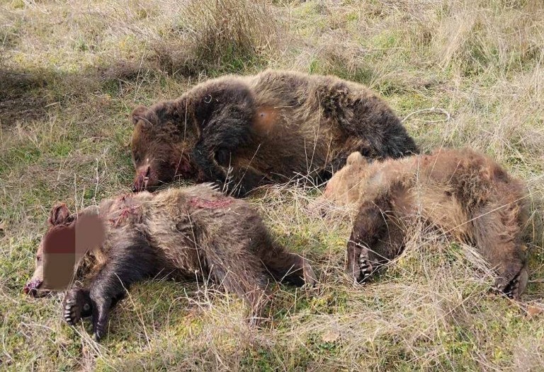 Κτηνωδία στην Καστοριά : Δολοφόνησαν αρκούδα και τα δυο της αρκουδάκια