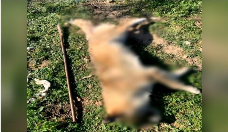 Κακοποίηση και θανάτωση σκύλου στα Μέγαρα