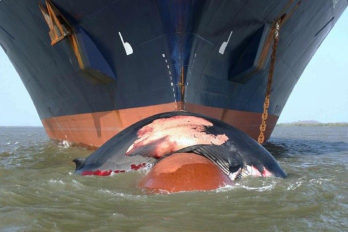 SAvE Whales: Δέσμευση να διασφαλιστεί η εφαρμογή στο Στενό των Κυθήρων - DIMOPRASIONGR