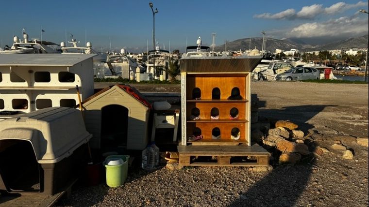 Πόλος έλξης τα πολυώροφα γατόσπιτα για αδέσποτα στη Γλυφάδα