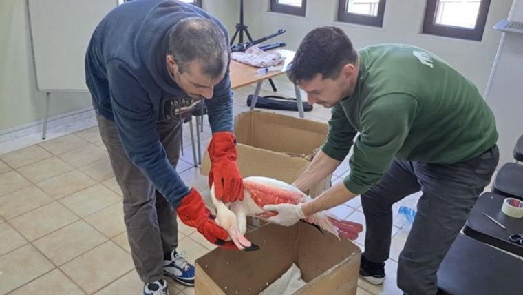 Επιχείρηση διάσωσης φλαμίνγκο που τραυματίστηκε από χαρταετό στη Λέσβο