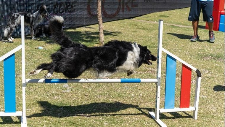 Tο WOOF FESTIVAL επιστρέφει στο  Πεδίον του Άρεως